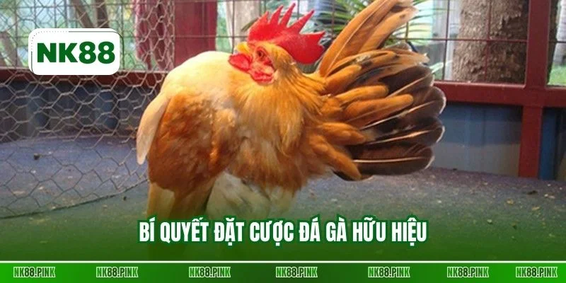 Bí quyết đặt cược đá gà hữu hiệu