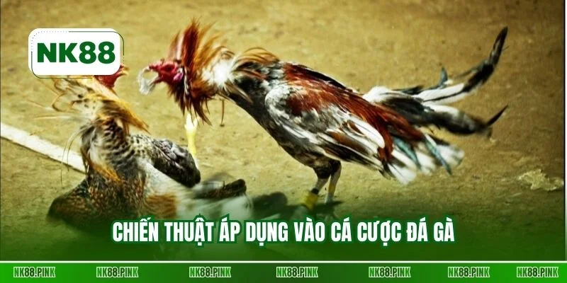 Chiến thuật áp dụng vào cá cược đá gà