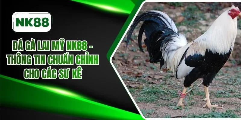 đá gà lai Mỹ NK88