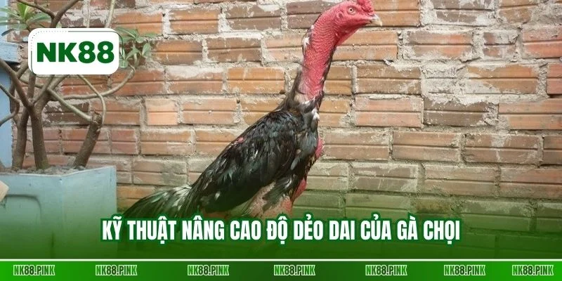 Kỹ thuật nâng cao độ dẻo dai của gà chọi