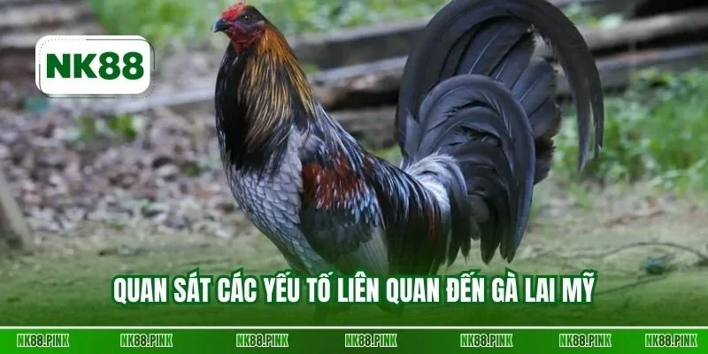 Quan sát các yếu tố liên quan đến gà lai Mỹ