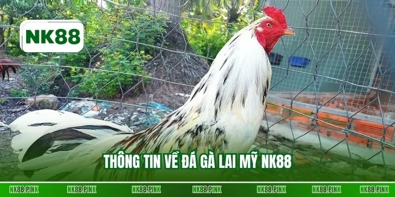 Thông tin về đá gà lai Mỹ NK88