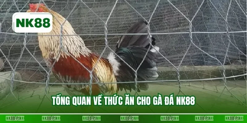 Tổng quan về thức ăn cho gà đá NK88